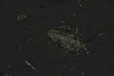 Seven Pyritized Triarthrus Trilobites With Appendages - New York #129113-4
